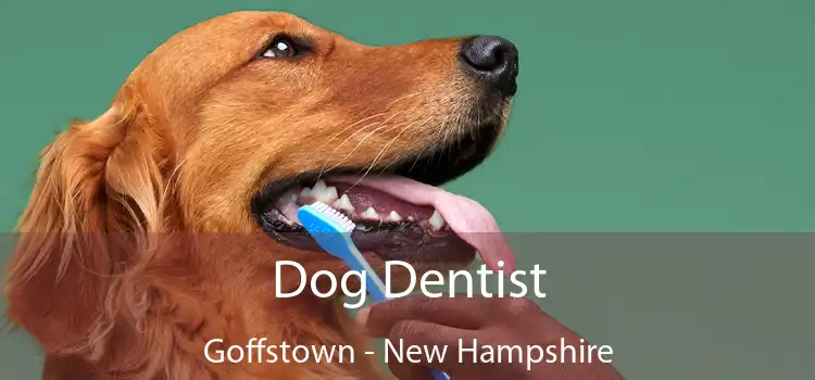 Dog Dentist Goffstown - New Hampshire