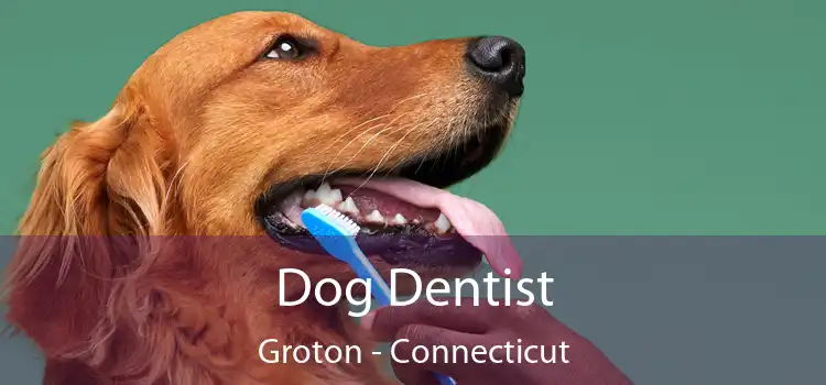 Dog Dentist Groton - Connecticut