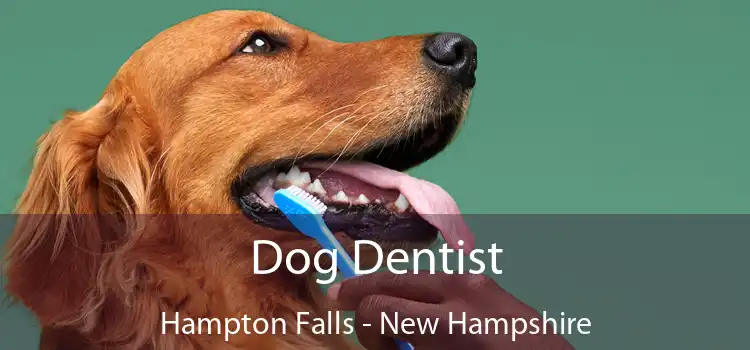 Dog Dentist Hampton Falls - New Hampshire