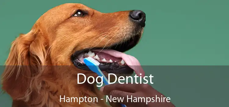 Dog Dentist Hampton - New Hampshire