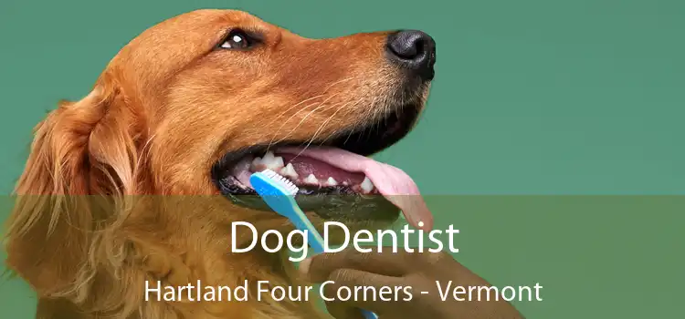 Dog Dentist Hartland Four Corners - Vermont