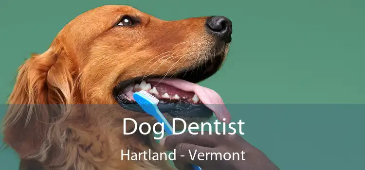 Dog Dentist Hartland - Vermont