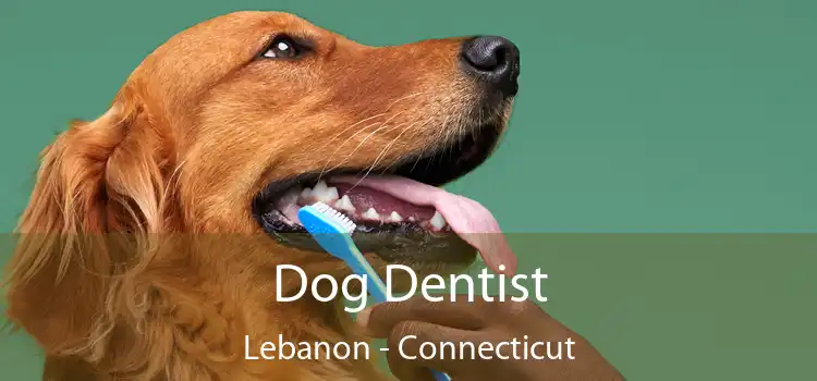 Dog Dentist Lebanon - Connecticut