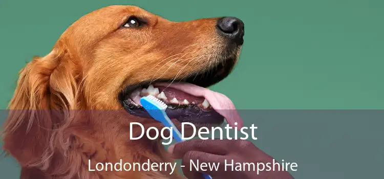 Dog Dentist Londonderry - New Hampshire