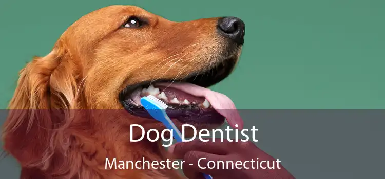 Dog Dentist Manchester - Connecticut