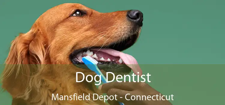 Dog Dentist Mansfield Depot - Connecticut