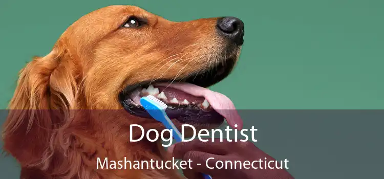 Dog Dentist Mashantucket - Connecticut