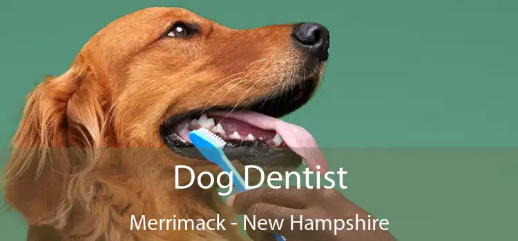 Dog Dentist Merrimack - New Hampshire