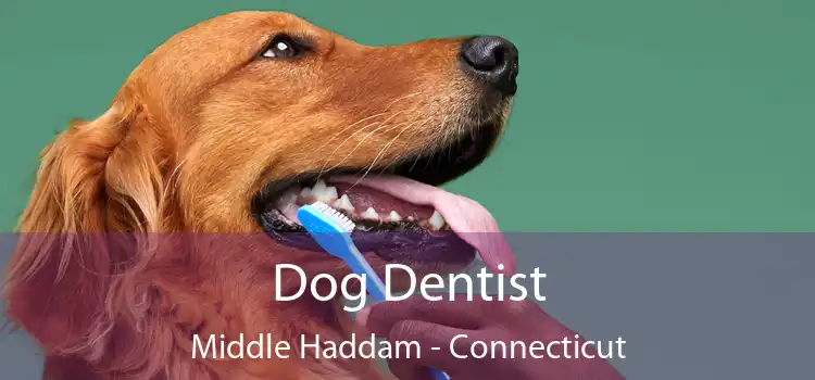 Dog Dentist Middle Haddam - Connecticut