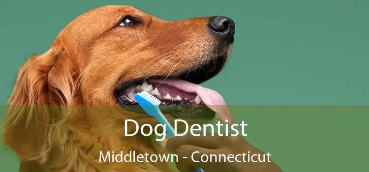 Dog Dentist Middletown - Connecticut