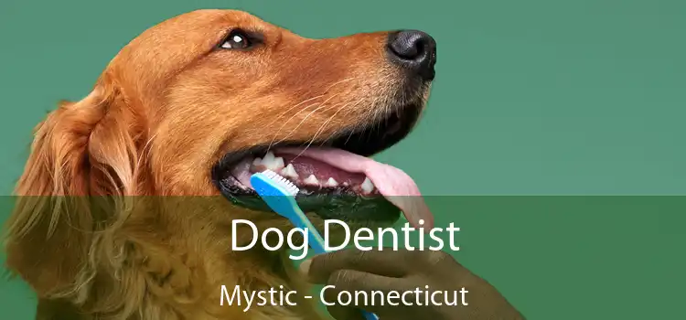 Dog Dentist Mystic - Connecticut