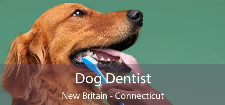 Dog Dentist New Britain - Connecticut