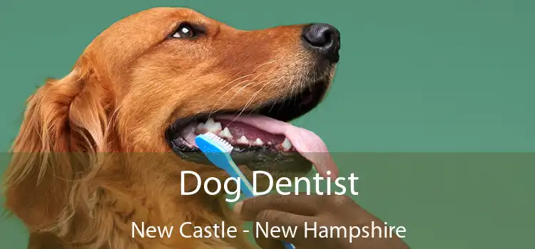 Dog Dentist New Castle - New Hampshire