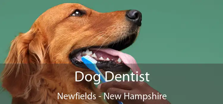 Dog Dentist Newfields - New Hampshire