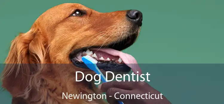 Dog Dentist Newington - Connecticut