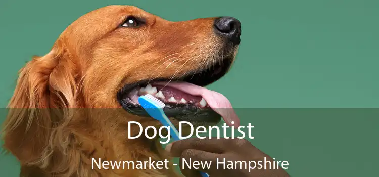 Dog Dentist Newmarket - New Hampshire