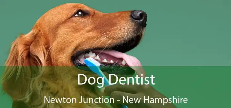 Dog Dentist Newton Junction - New Hampshire