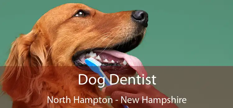 Dog Dentist North Hampton - New Hampshire