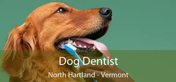 Dog Dentist North Hartland - Vermont