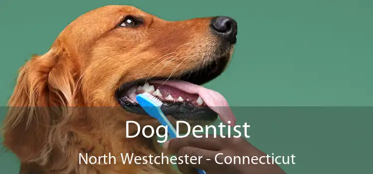 Dog Dentist North Westchester - Connecticut