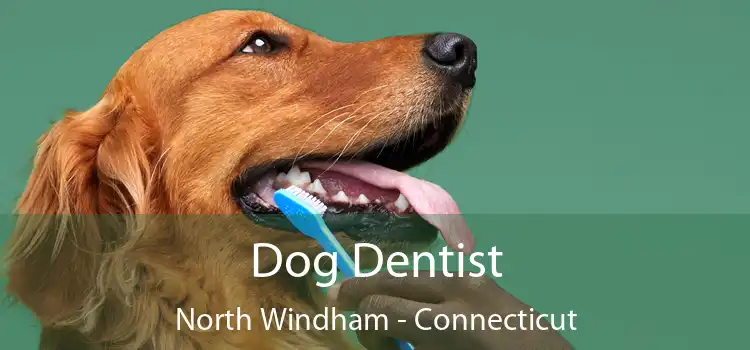 Dog Dentist North Windham - Connecticut