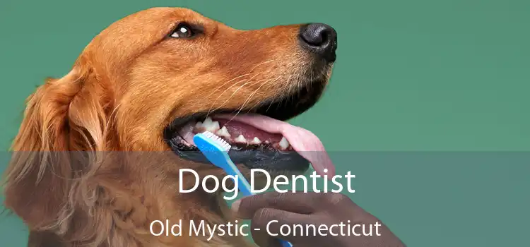 Dog Dentist Old Mystic - Connecticut