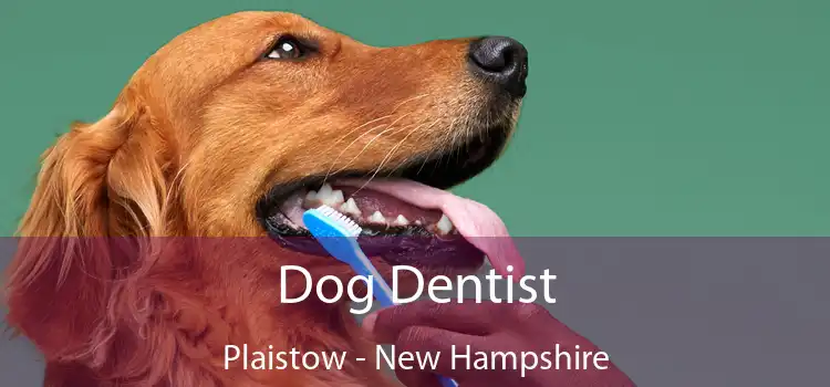 Dog Dentist Plaistow - New Hampshire