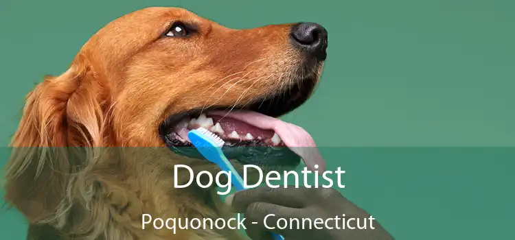 Dog Dentist Poquonock - Connecticut