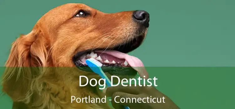 Dog Dentist Portland - Connecticut