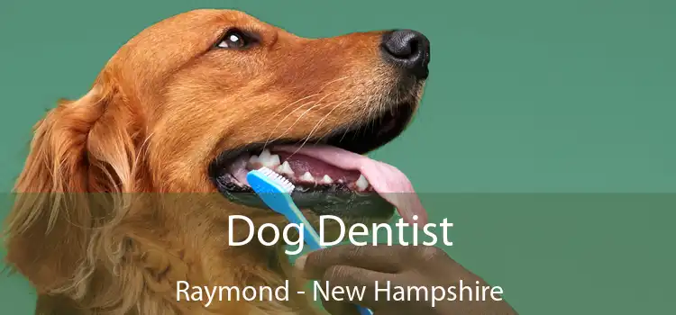 Dog Dentist Raymond - New Hampshire