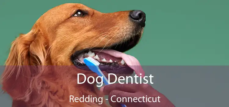 Dog Dentist Redding - Connecticut