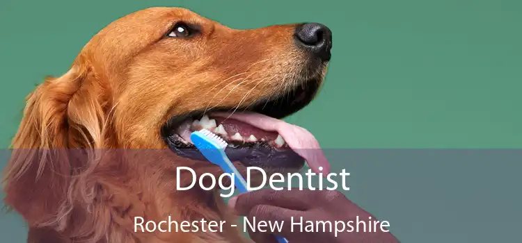 Dog Dentist Rochester - New Hampshire