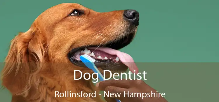 Dog Dentist Rollinsford - New Hampshire