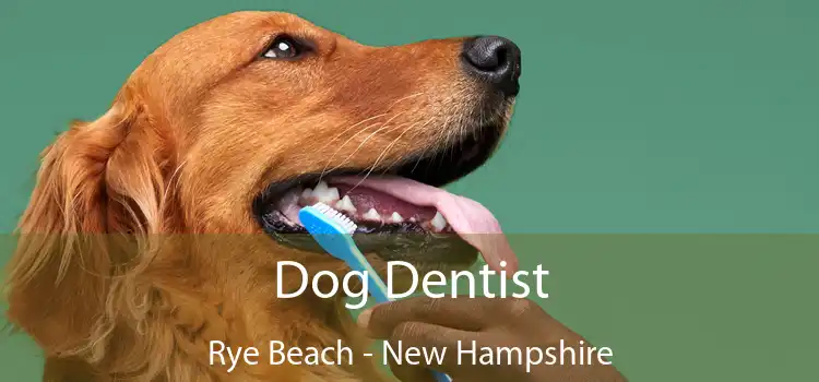 Dog Dentist Rye Beach - New Hampshire