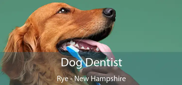 Dog Dentist Rye - New Hampshire