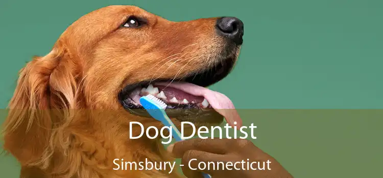 Dog Dentist Simsbury - Connecticut