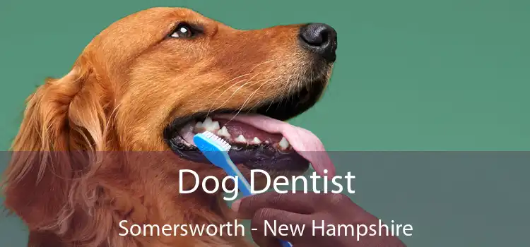 Dog Dentist Somersworth - New Hampshire