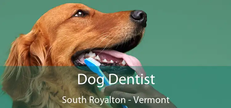 Dog Dentist South Royalton - Vermont