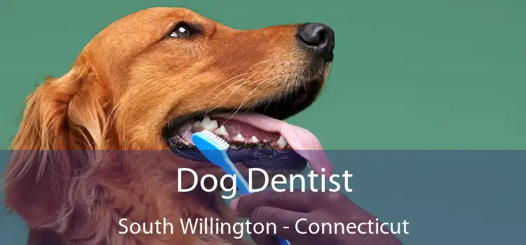 Dog Dentist South Willington - Connecticut