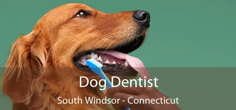 Dog Dentist South Windsor - Connecticut