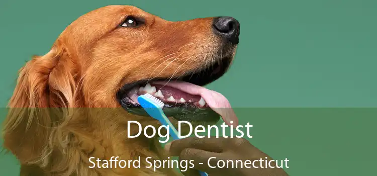 Dog Dentist Stafford Springs - Connecticut