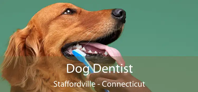 Dog Dentist Staffordville - Connecticut