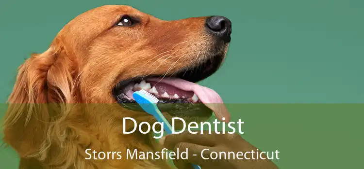 Dog Dentist Storrs Mansfield - Connecticut