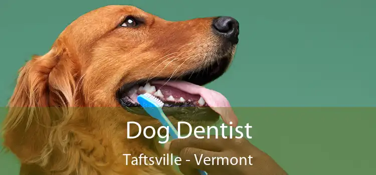 Dog Dentist Taftsville - Vermont