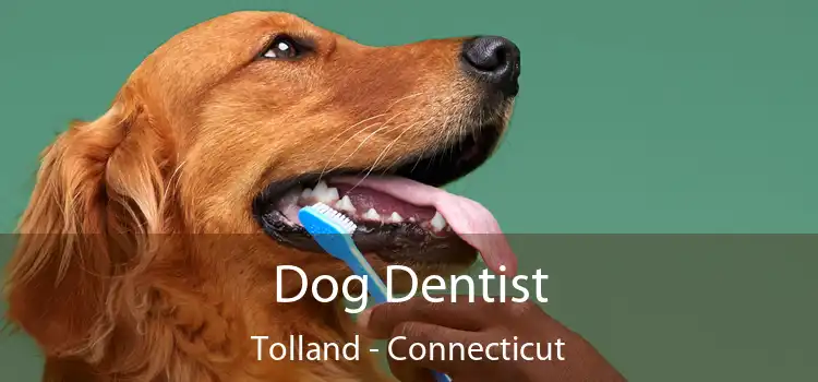 Dog Dentist Tolland - Connecticut