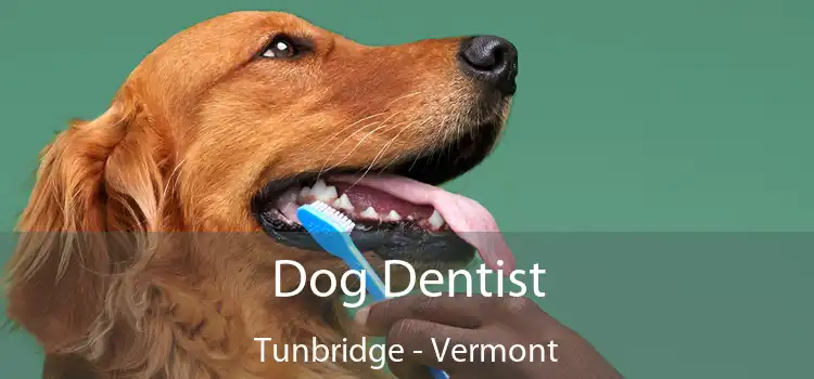 Dog Dentist Tunbridge - Vermont