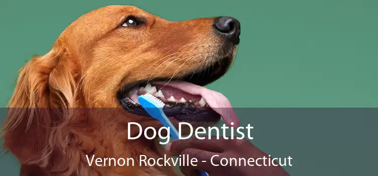 Dog Dentist Vernon Rockville - Connecticut