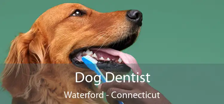 Dog Dentist Waterford - Connecticut