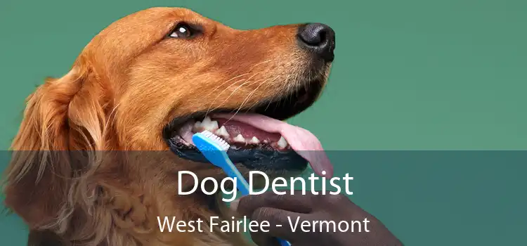 Dog Dentist West Fairlee - Vermont