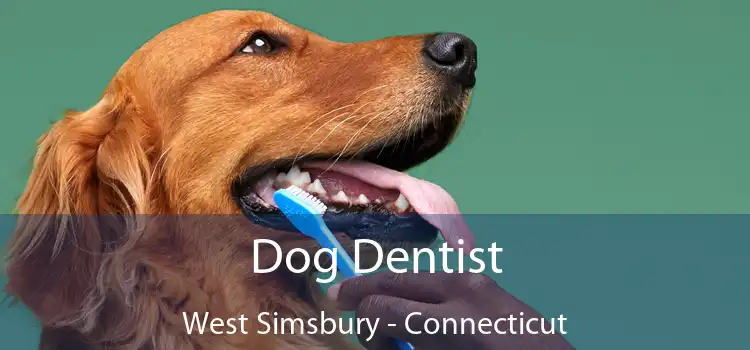 Dog Dentist West Simsbury - Connecticut